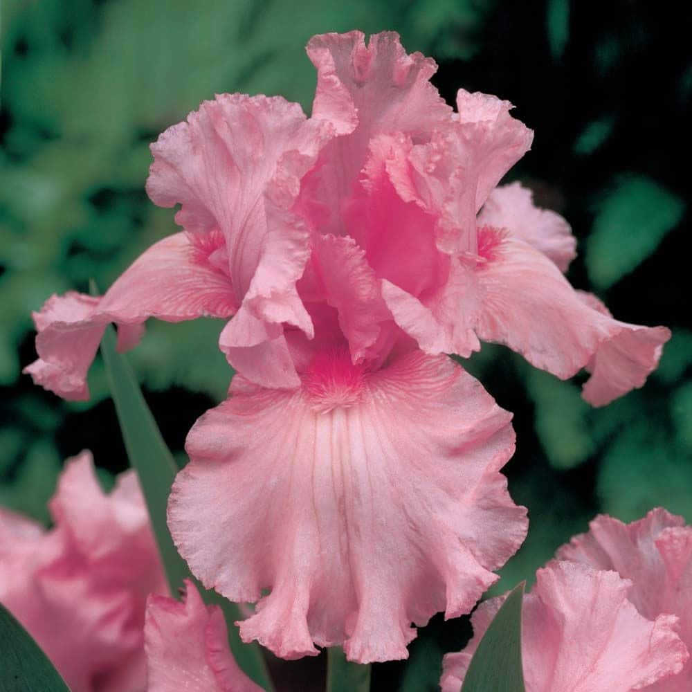 Pink Iris