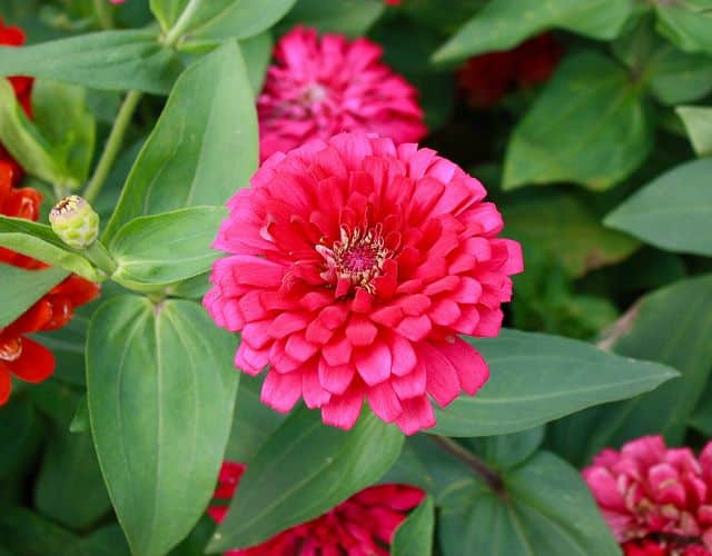 Pink Marigold Flowers
