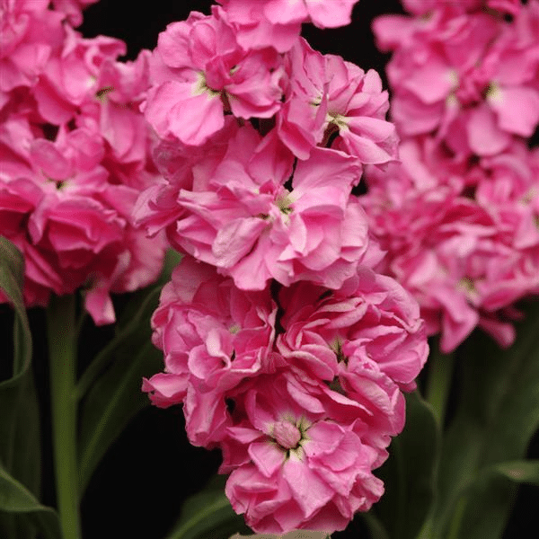 Pink Matthiola
