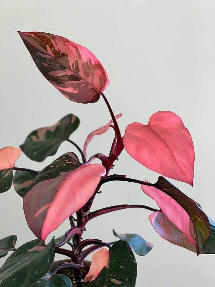 Pink Princess with White Variegation