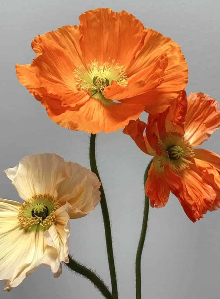 Poppies (Scientific name Eschscholzia californica)