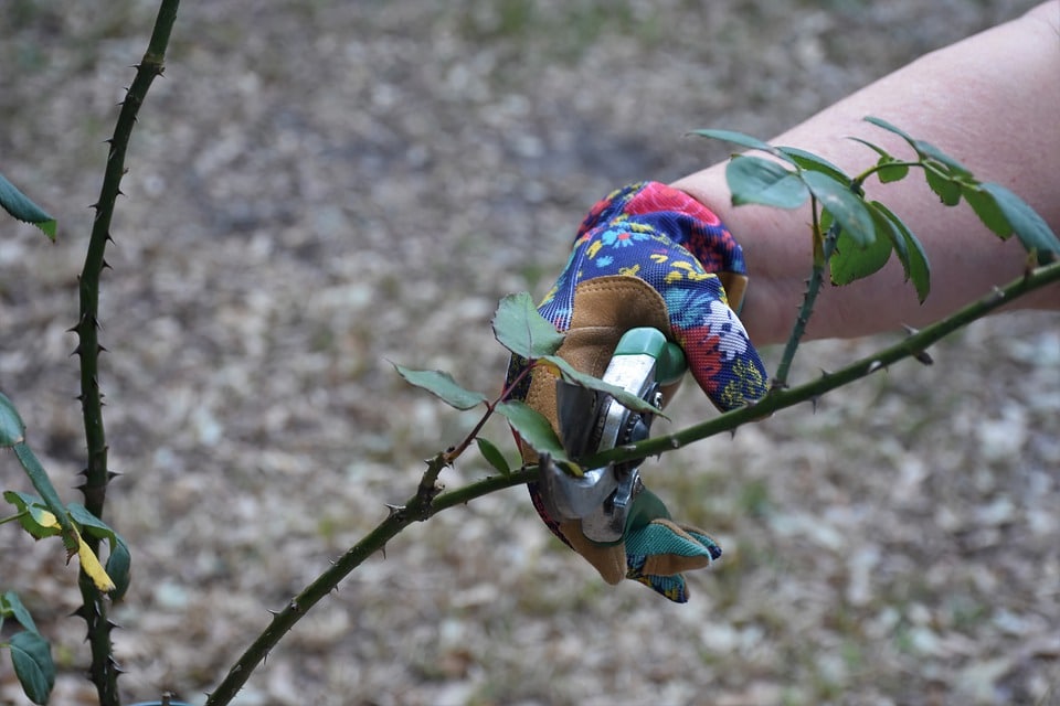 Pruning a flower branch