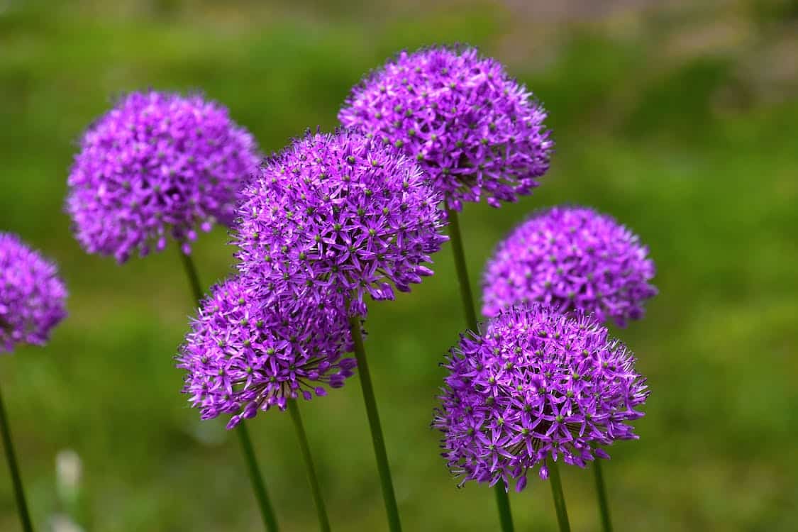 Purple Allium Flower
