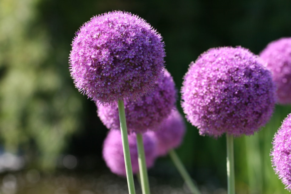 Purple Allium flowers