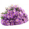 Purple-Aster-1