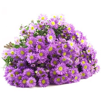 Purple-Aster-1