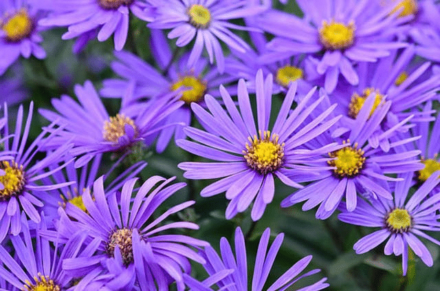 Purple-Aster-2