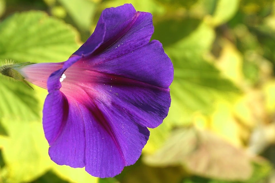 Purple Clematis in Full bloom