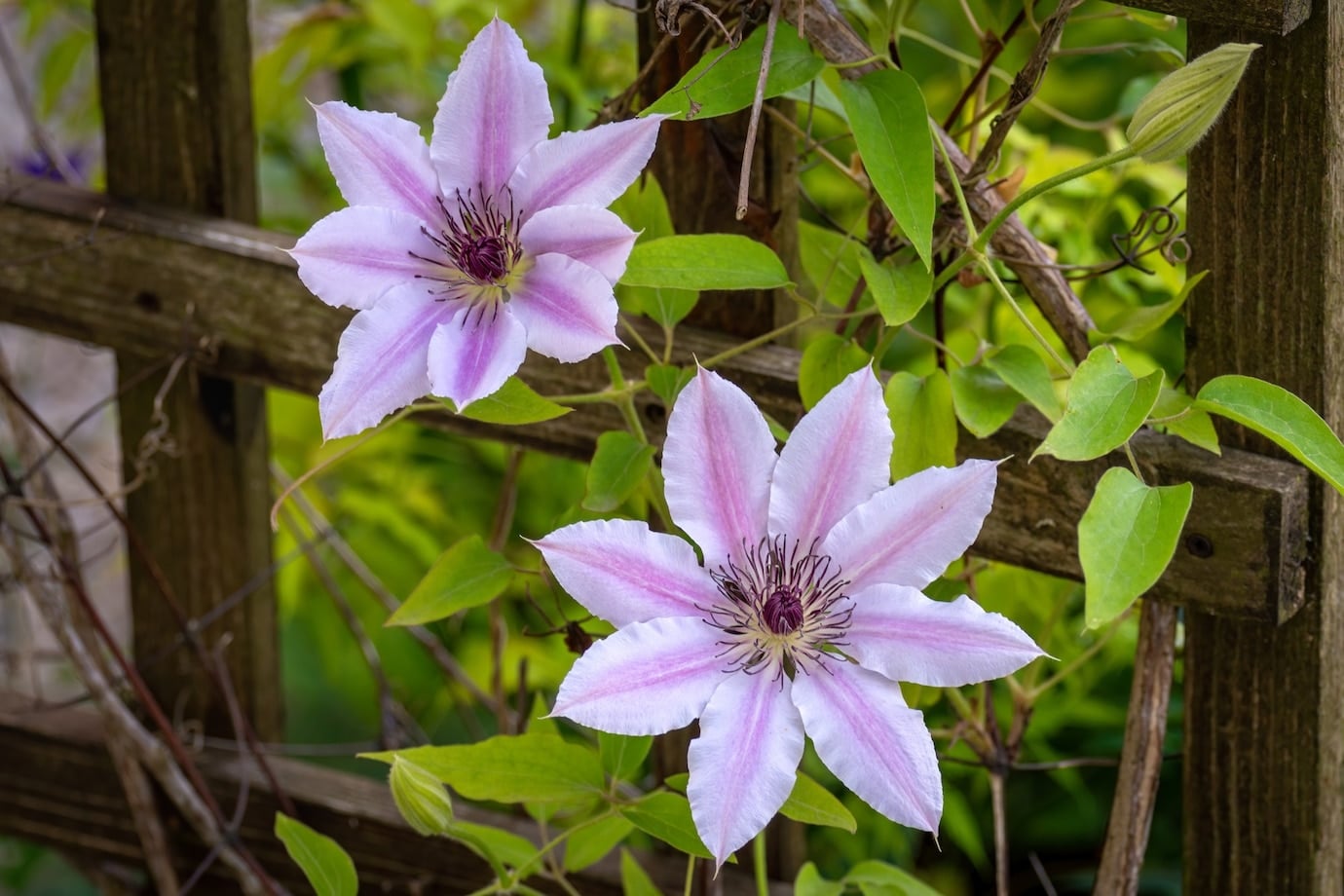 Purple Clematis in full bloom