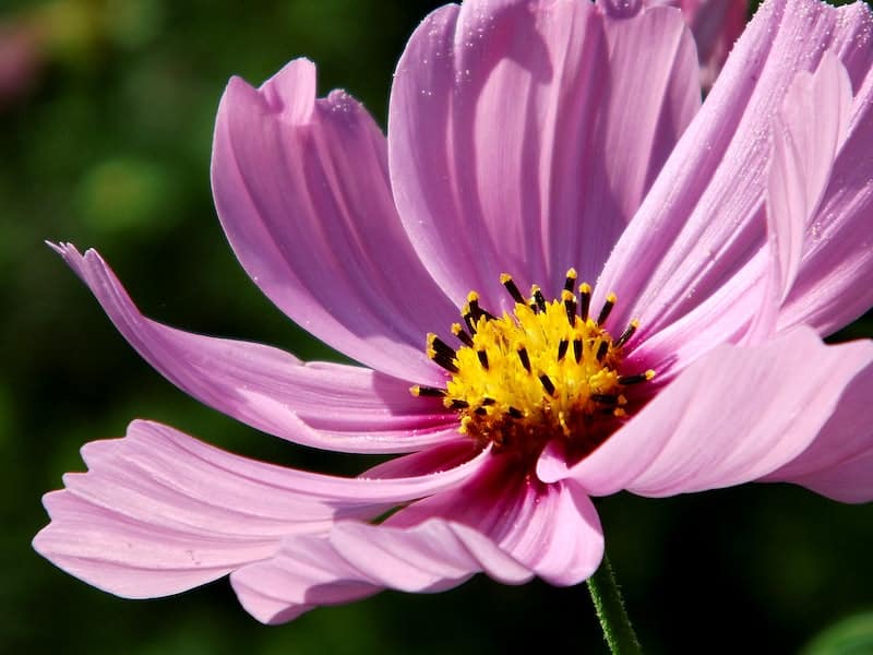 Purple Cosmos Flower