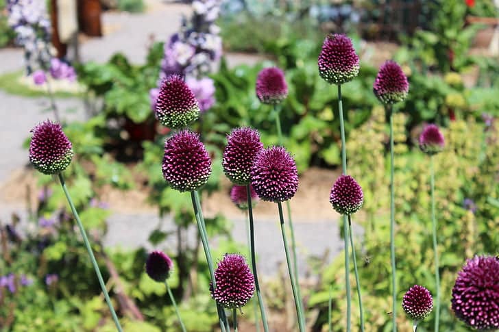 Purple Drumstick Alliums
