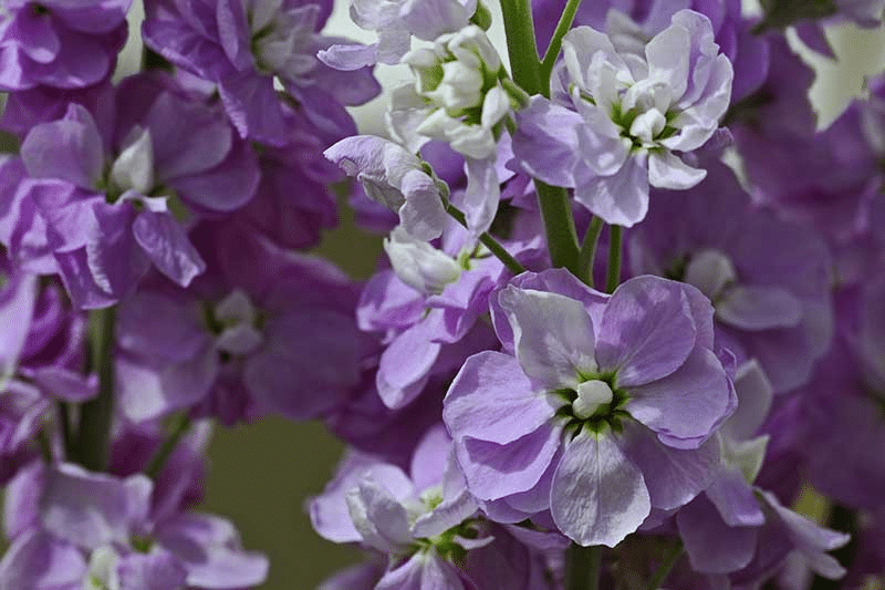 Purple Matthiola