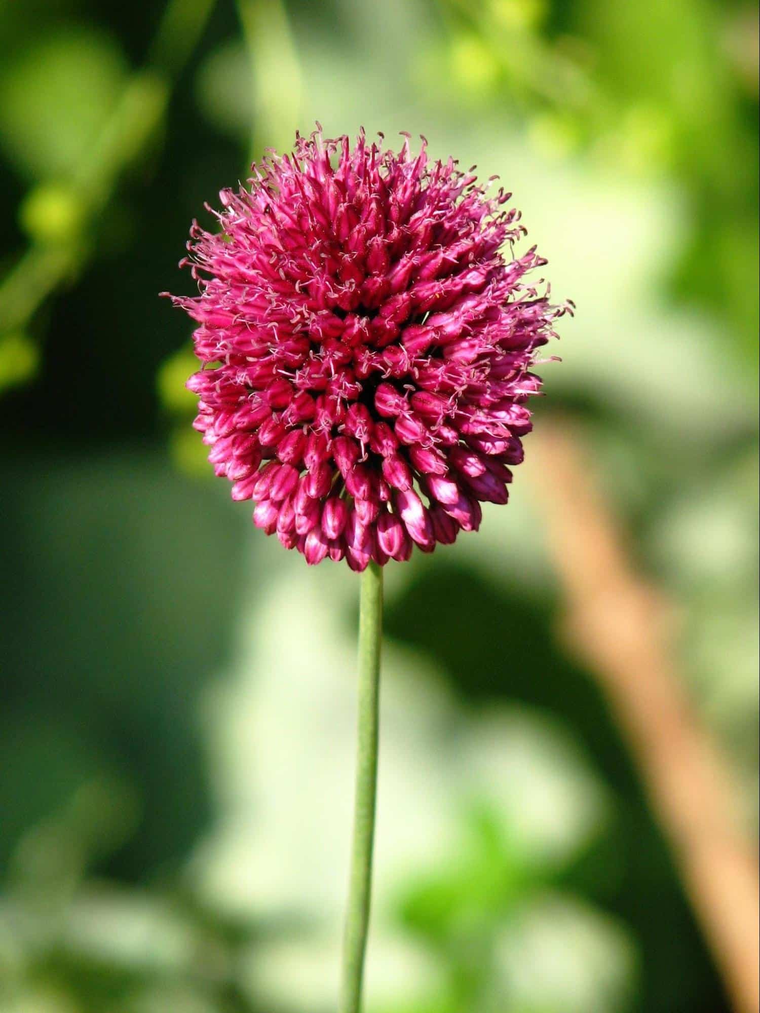 Red Allium