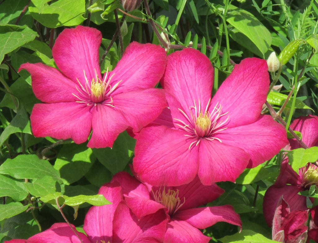 Red Clematis