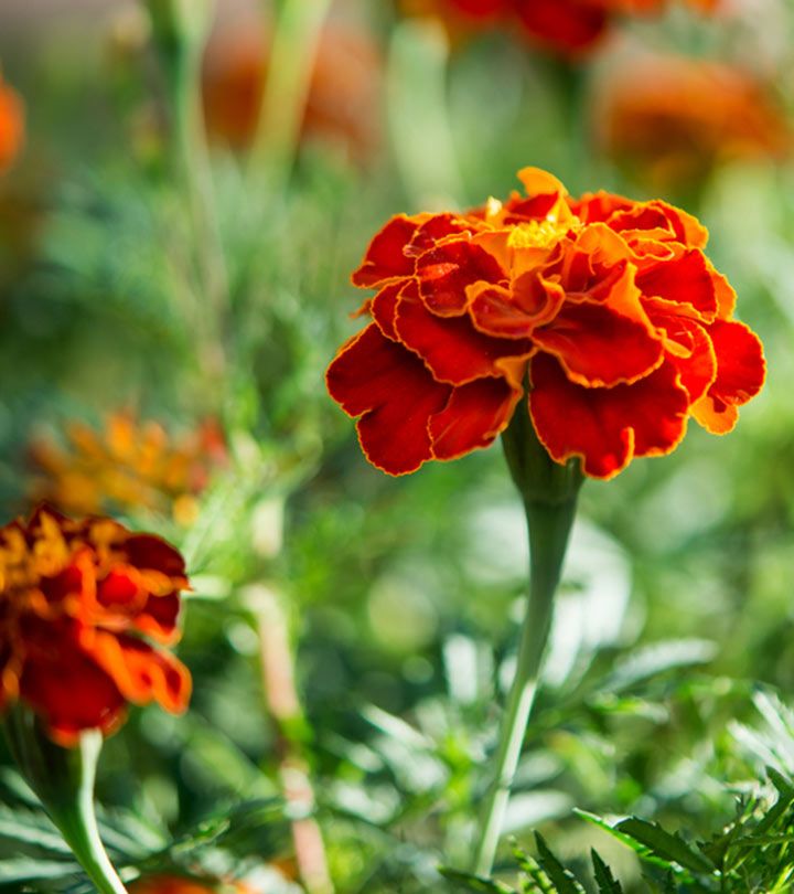 Red Marigold Flowers