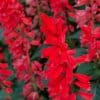 Red salvias flowers