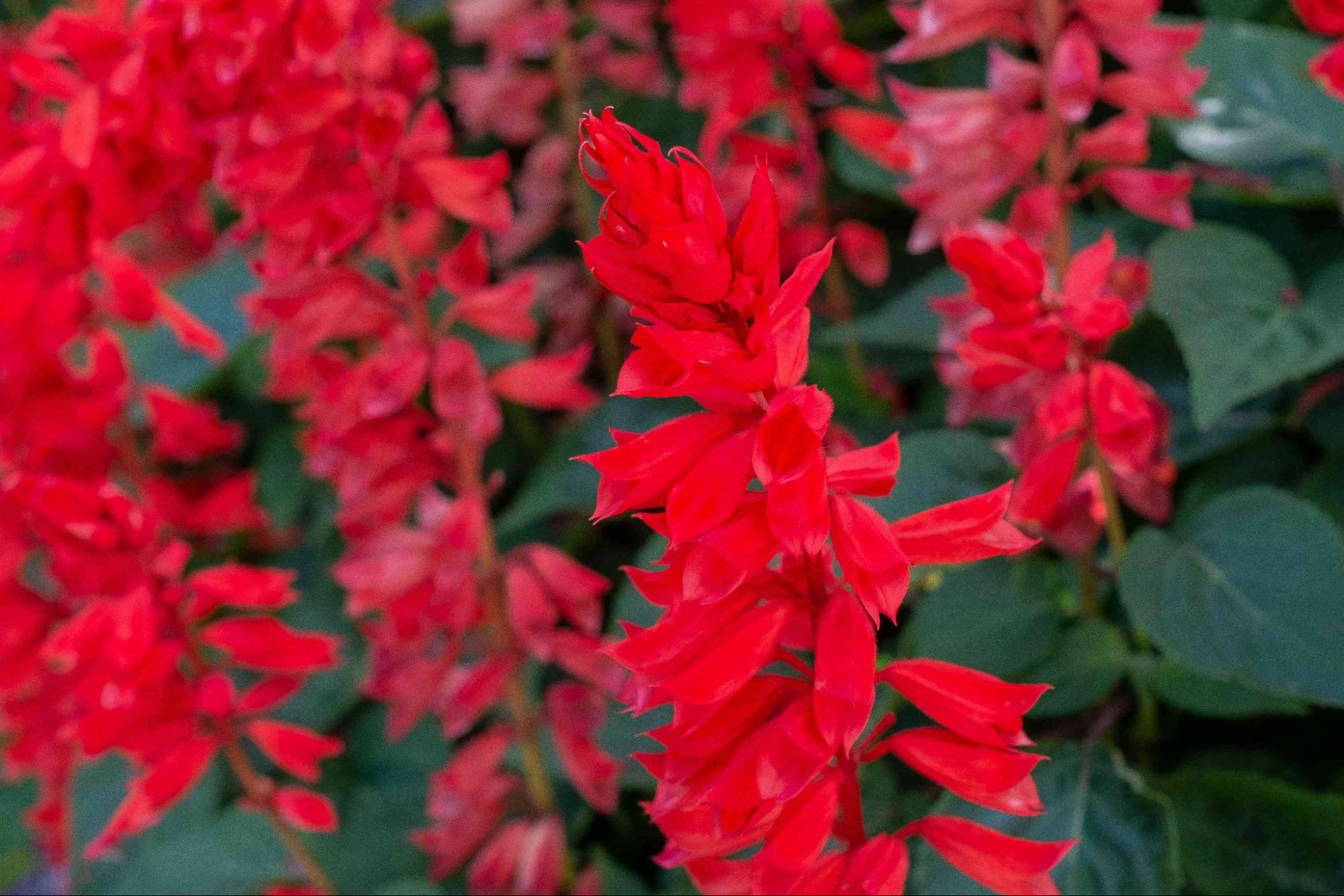 Red salvias flowers
