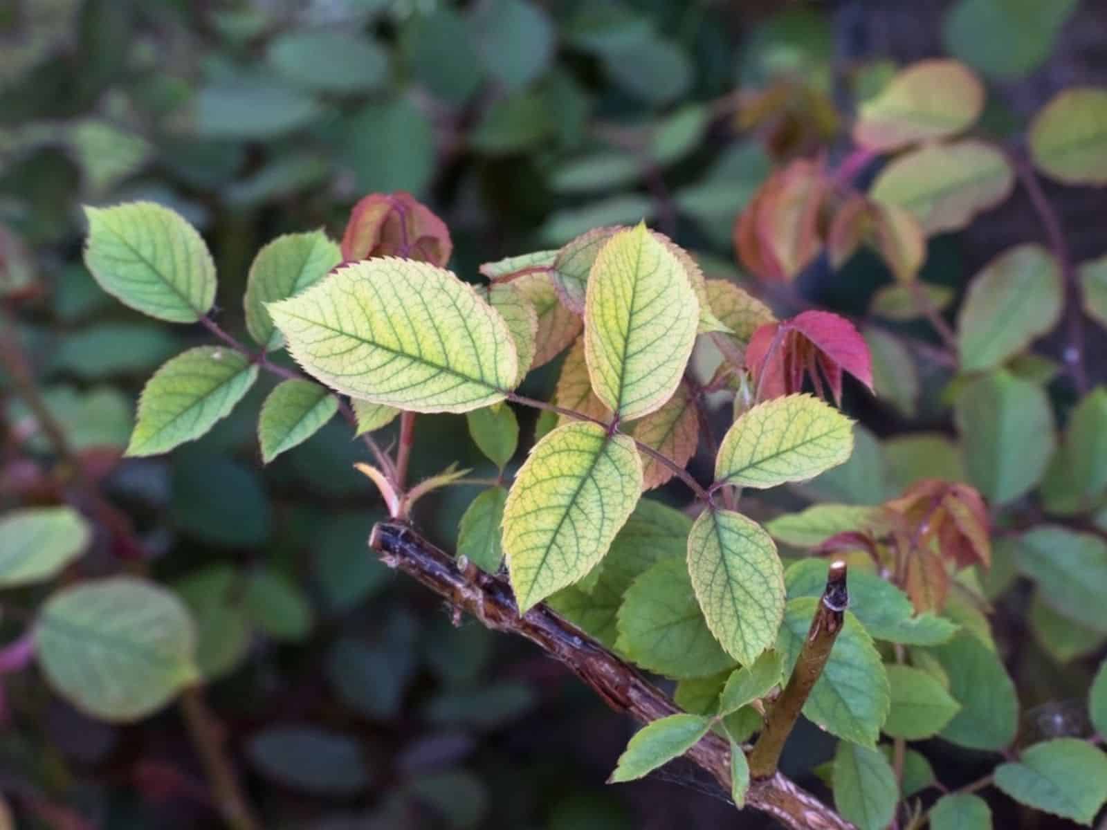 Rose Nutrient deficiencies
