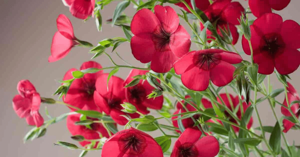 Scarlet Flaxseed flower (Linum grandiflorum rubrum)