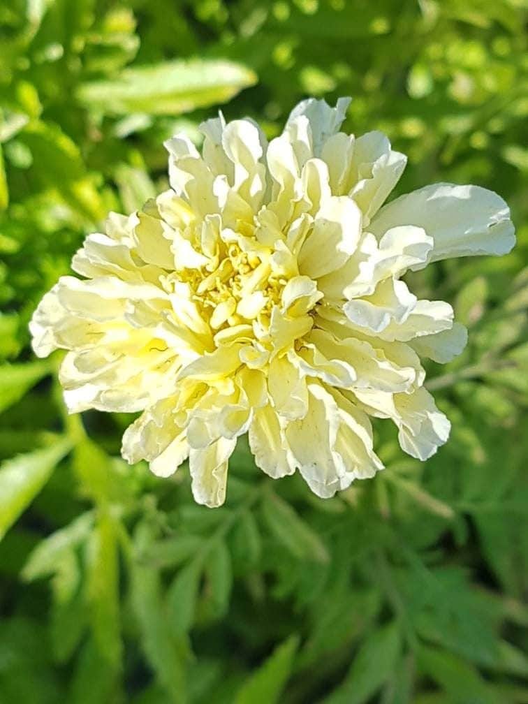 Signet Marigold