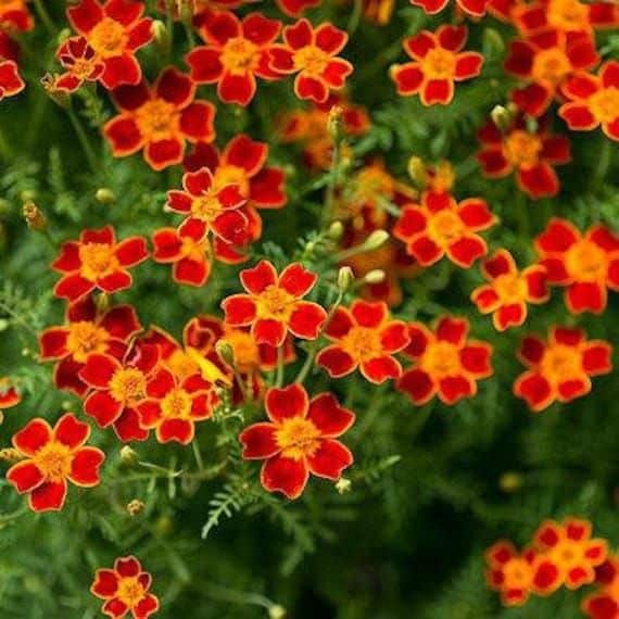 Signet Marigold