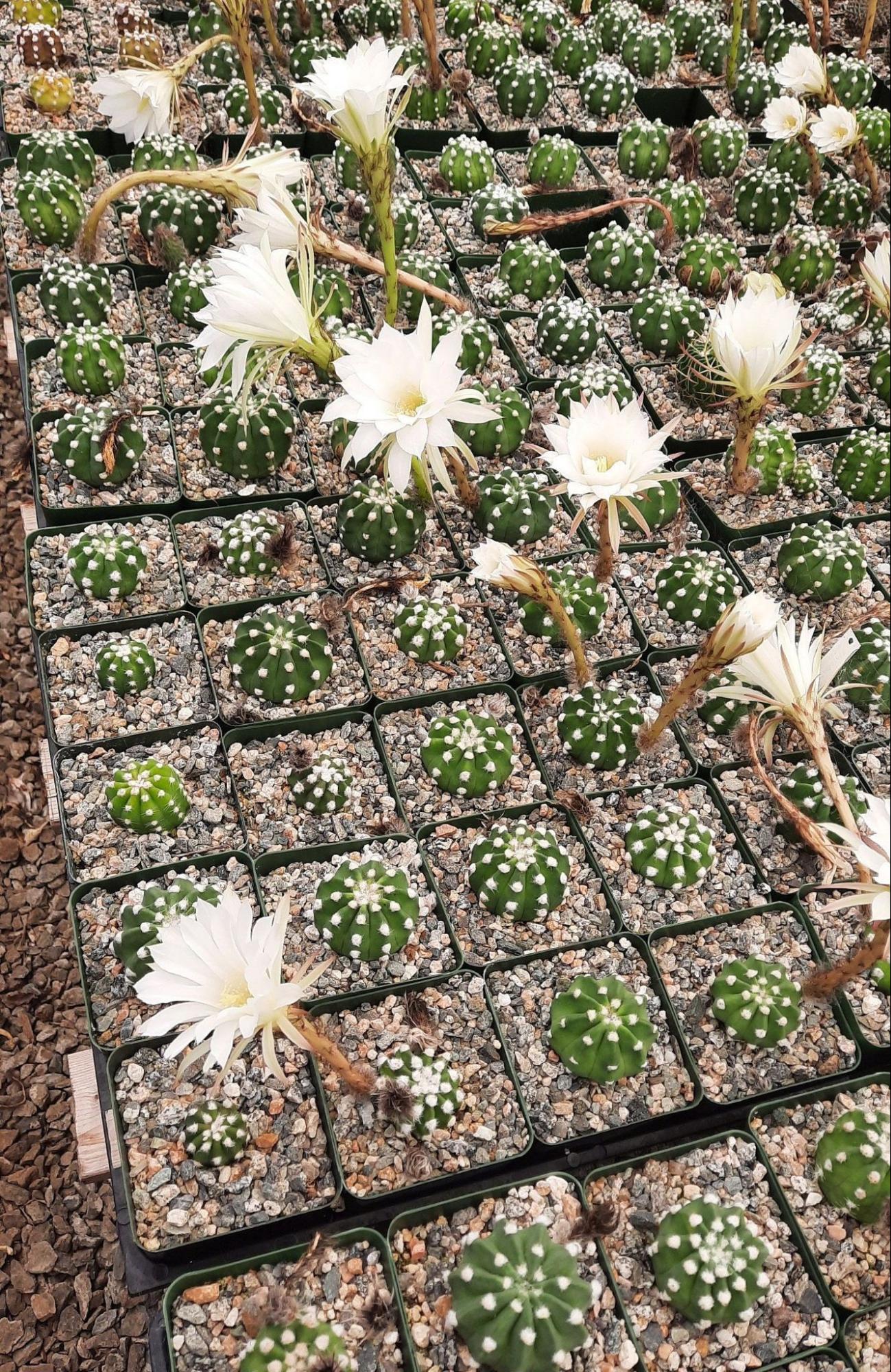 Small Echinopsis Subdenudata