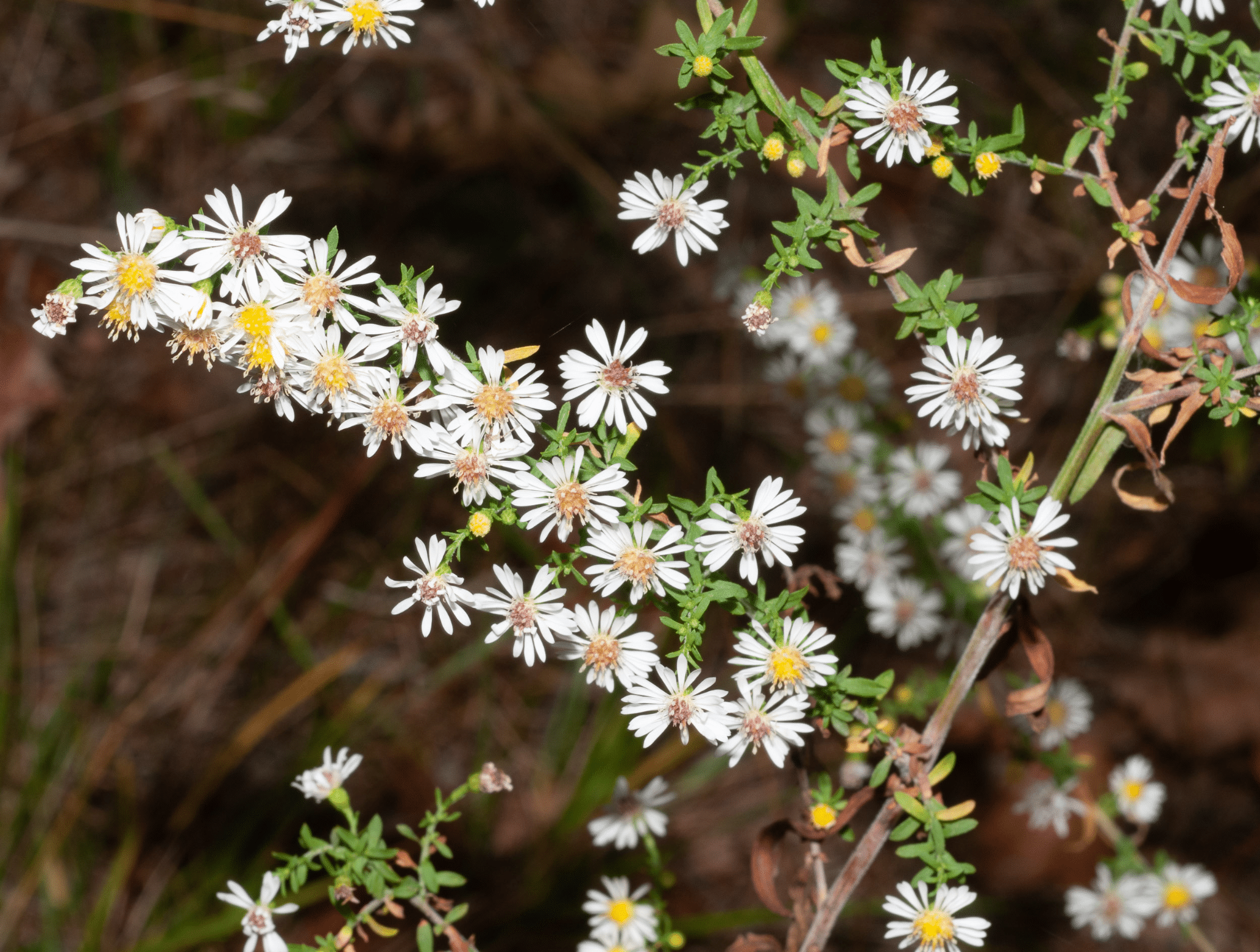 Small White Aster Wildflower