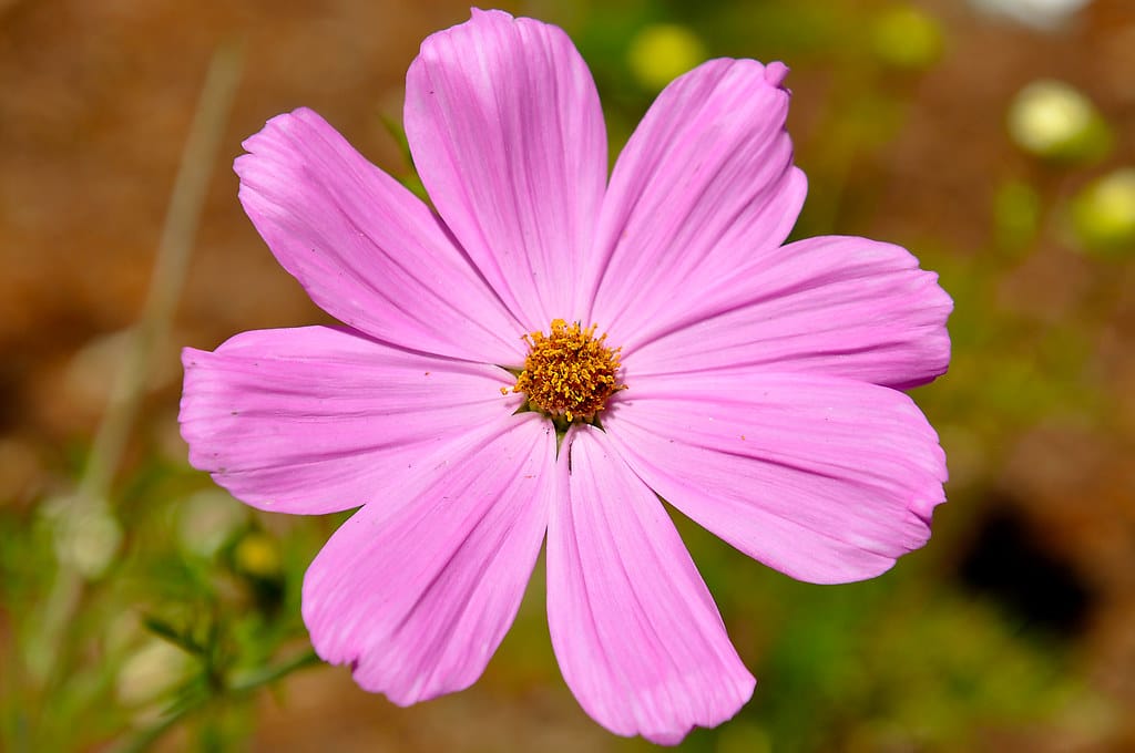 Sonata Pink Cosmos