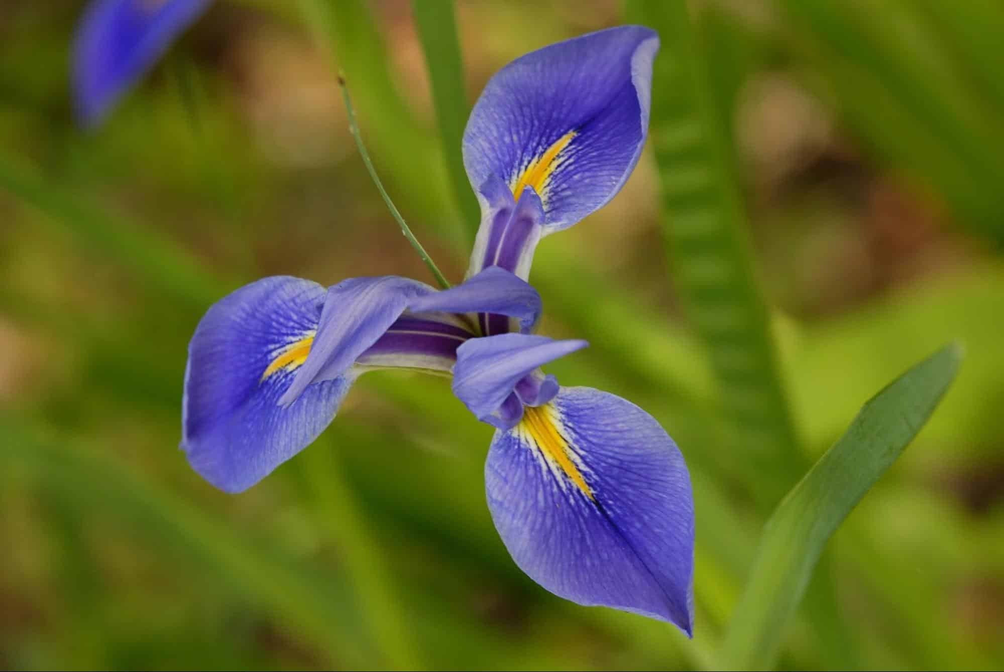 Southern Blue Flag Iris