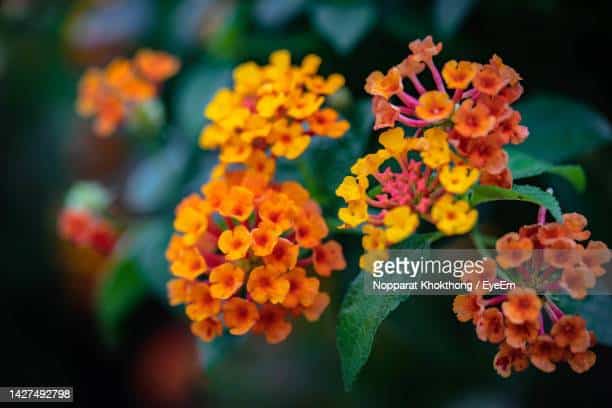 Spanish Flag Plant