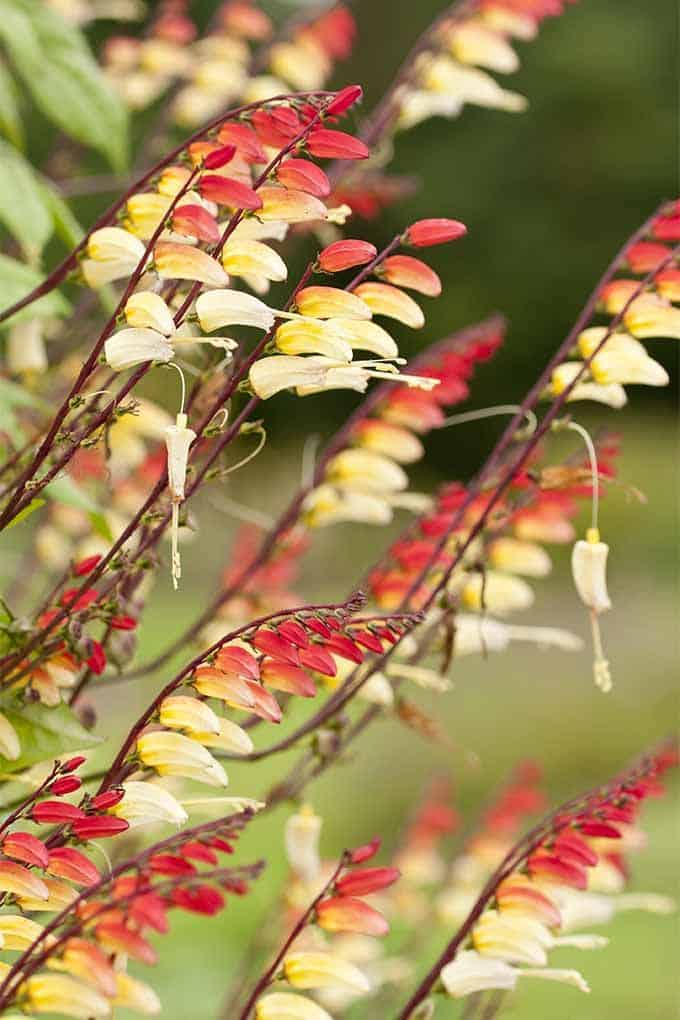 Spanish FlagFlower