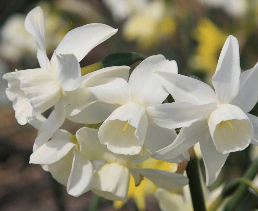 Starlight Sensation Flowers
