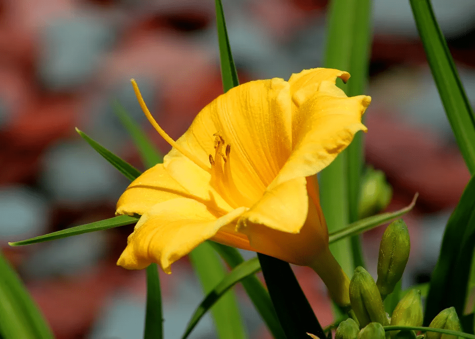 'Stella de Oro'