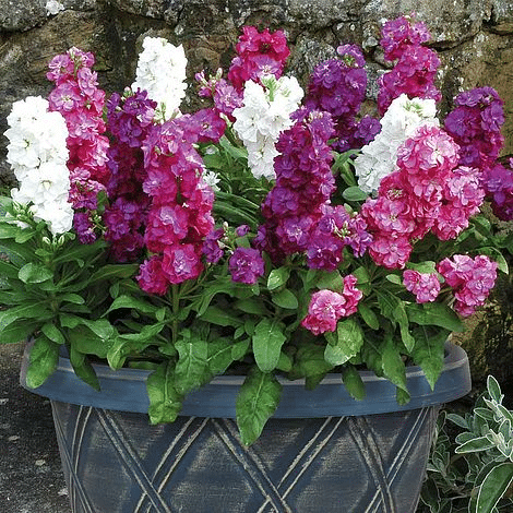 Stock Flowers