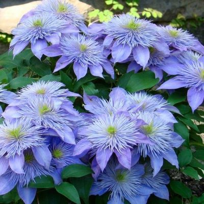 Summer Flowering Clematis