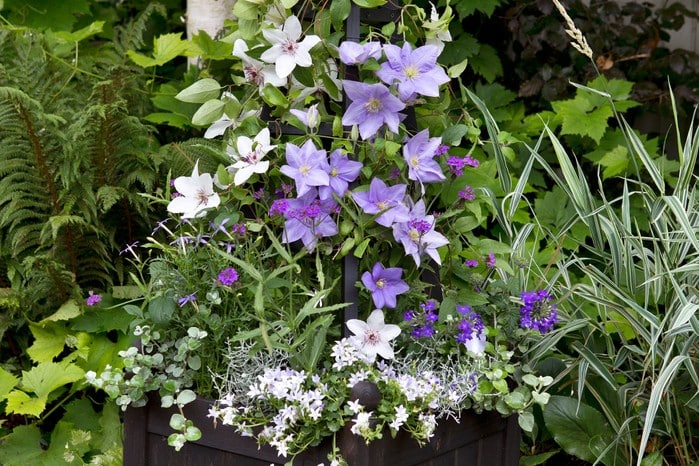 Summer flower clematis