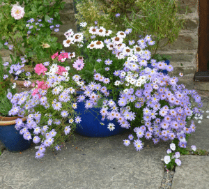 Swan River Daisies