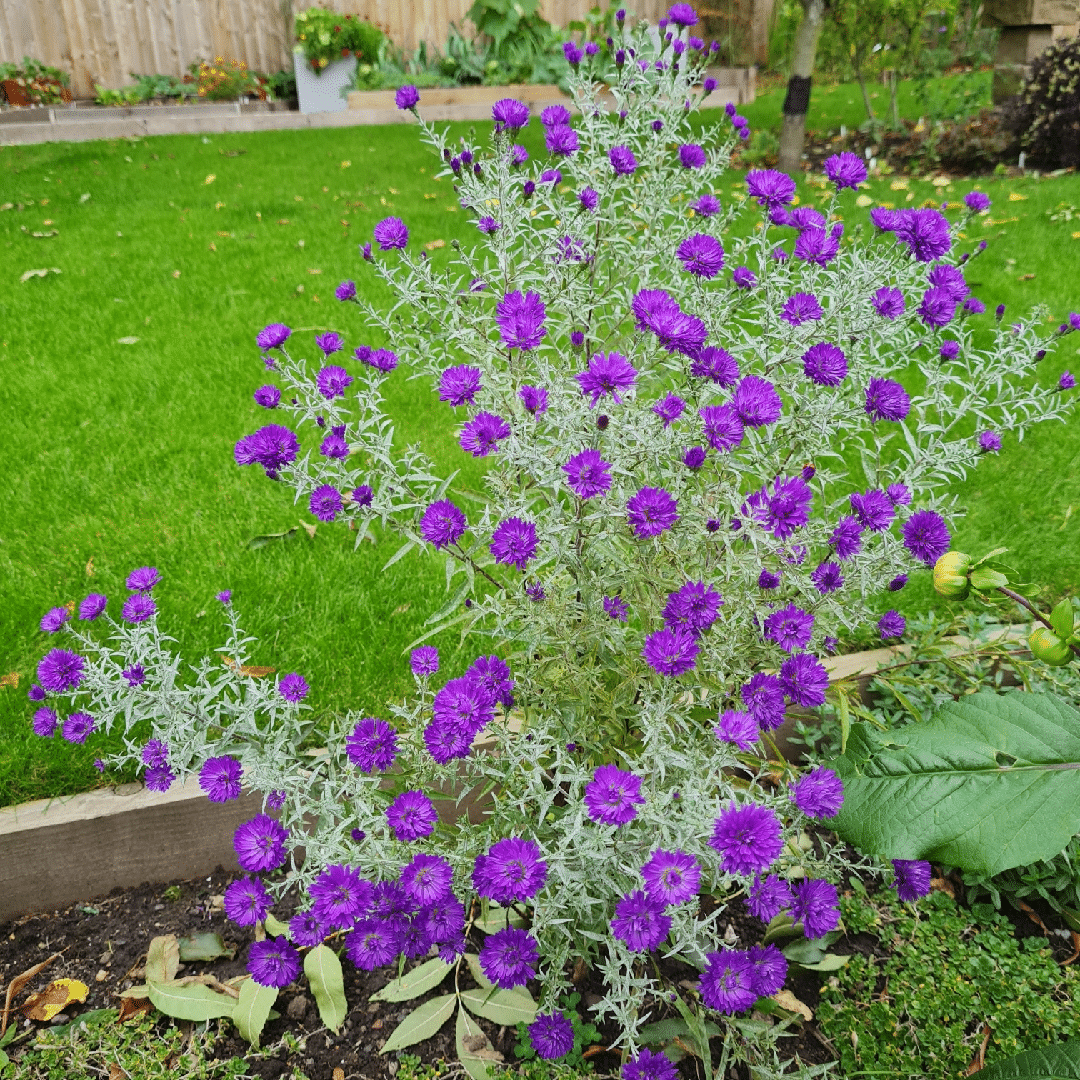 Swan River Daisy Bravo Mix Swan River Daisy Bravo Mix