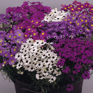 Swan River Daisy In a Pot Swan River Daisy In a Pot