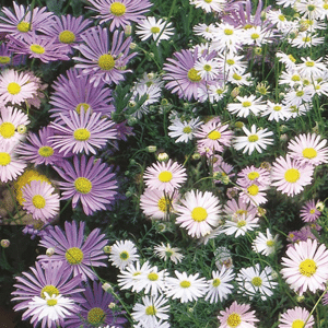 Swan River Daisy Mix Flowers Swan River Daisy Mix Flowers