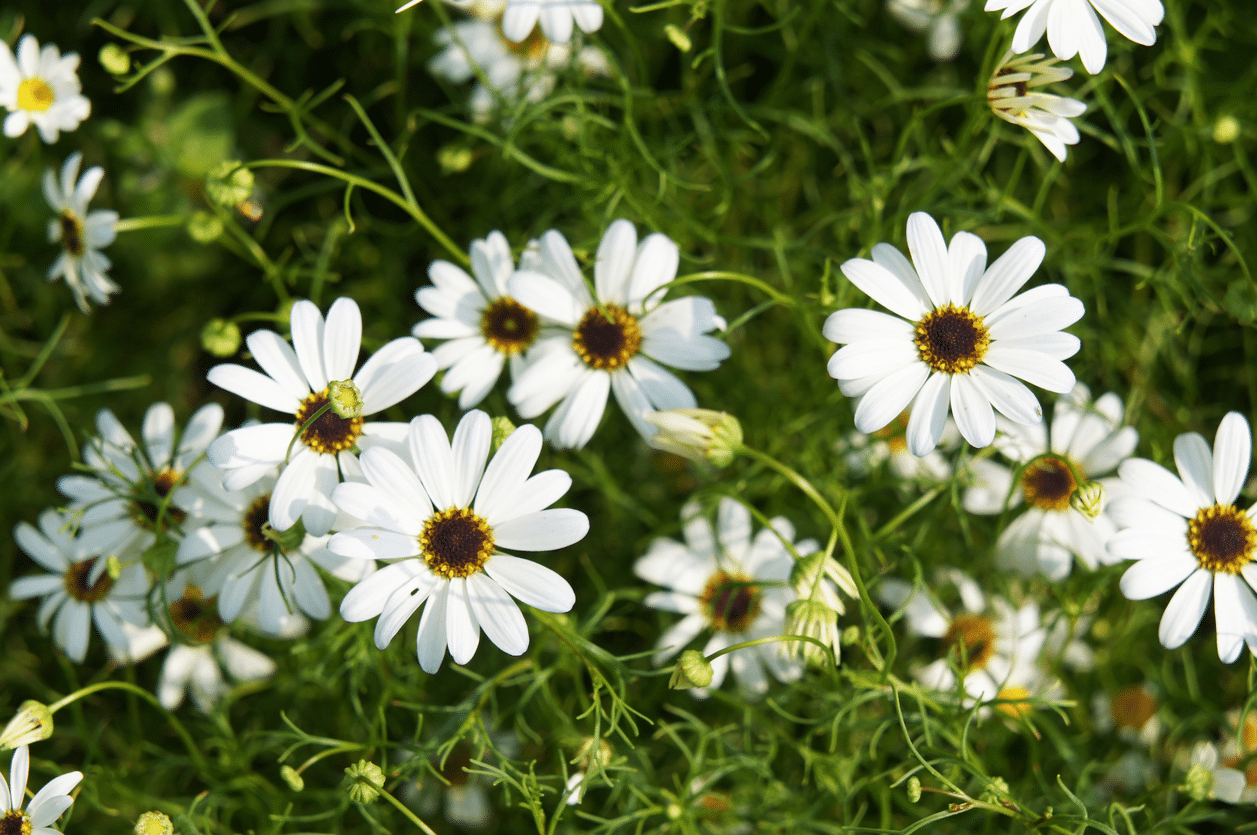 Swan River Daisy Swan River Daisy