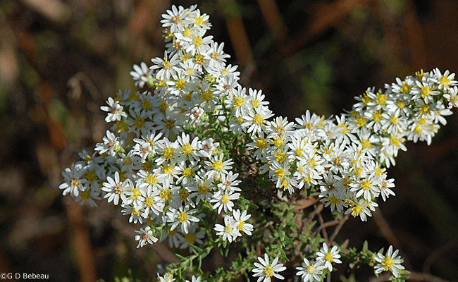 Symphyotrichum ericoides (L.) G.L. Nesom