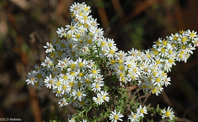 Symphyotrichum ericoides (L.) G.L. Nesom Symphyotrichum ericoides (L.) G.L. Nesom