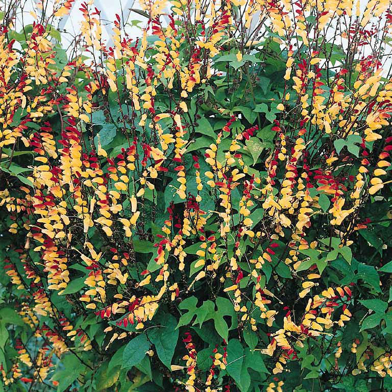 The Spanish Flag Plant Vines
