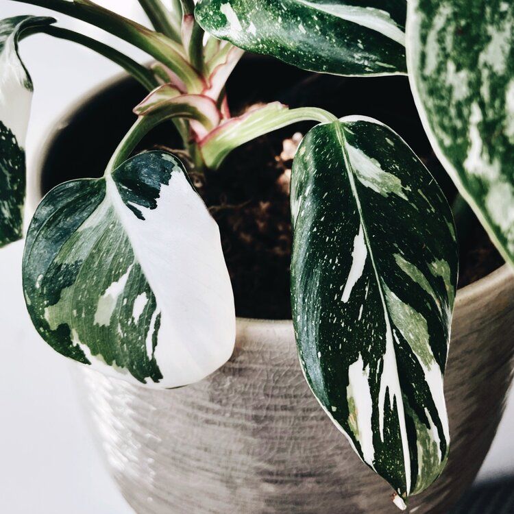 Tricolor White Princess