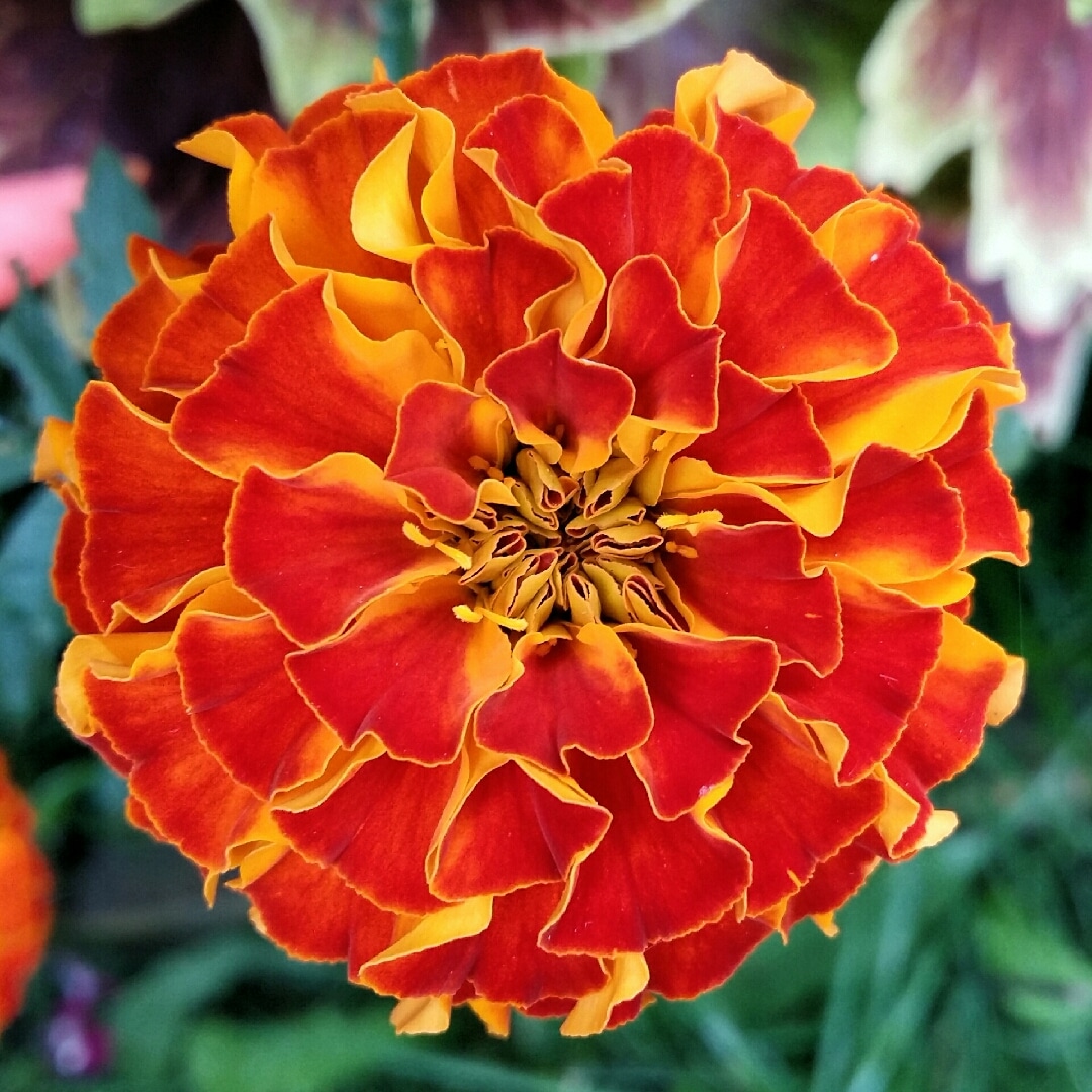 Triploid Marigold