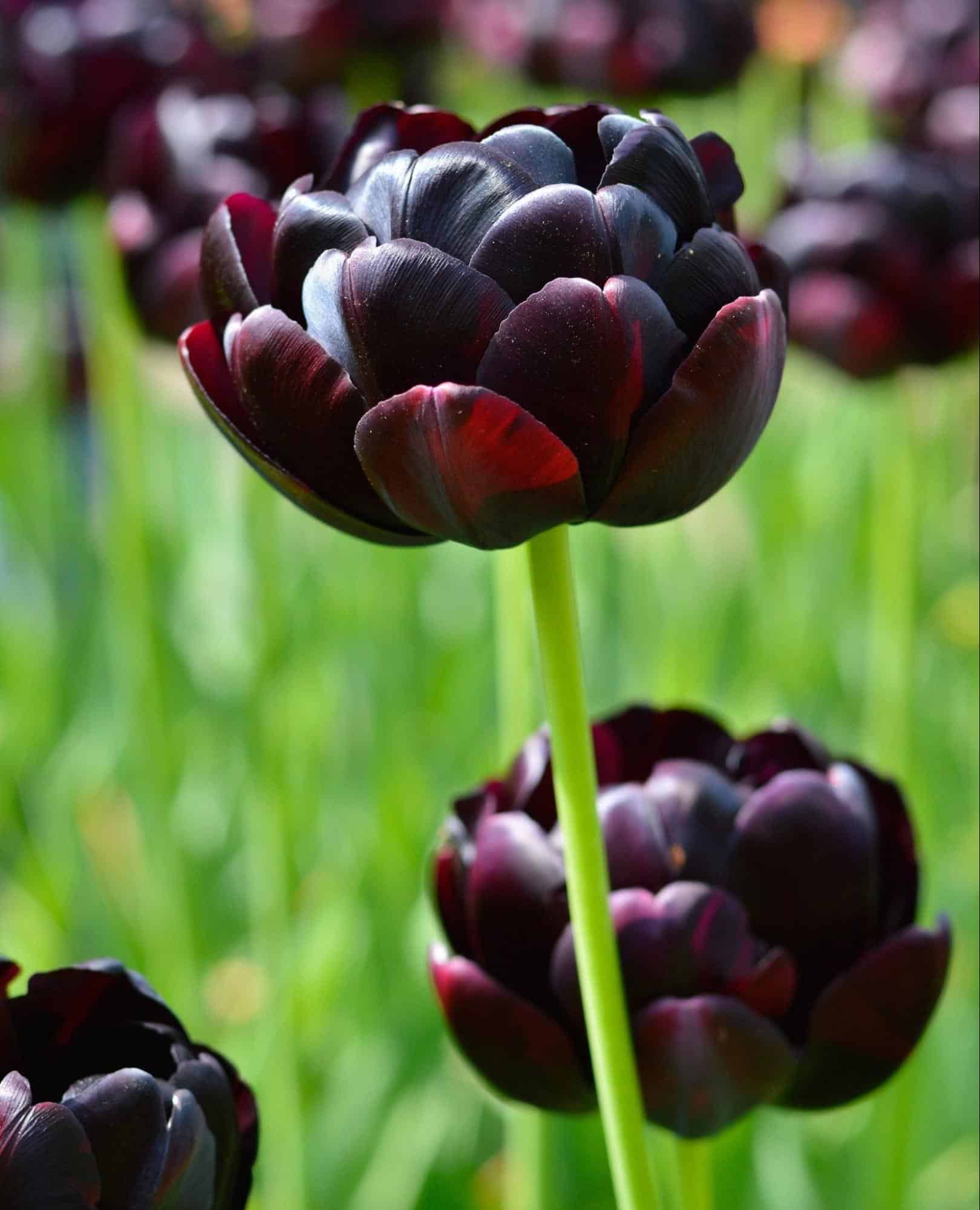 Tulip Bulbs Black Hero