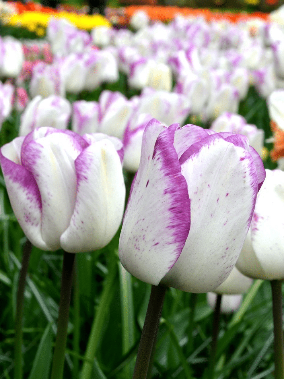 Tulip Bulbs Shirley