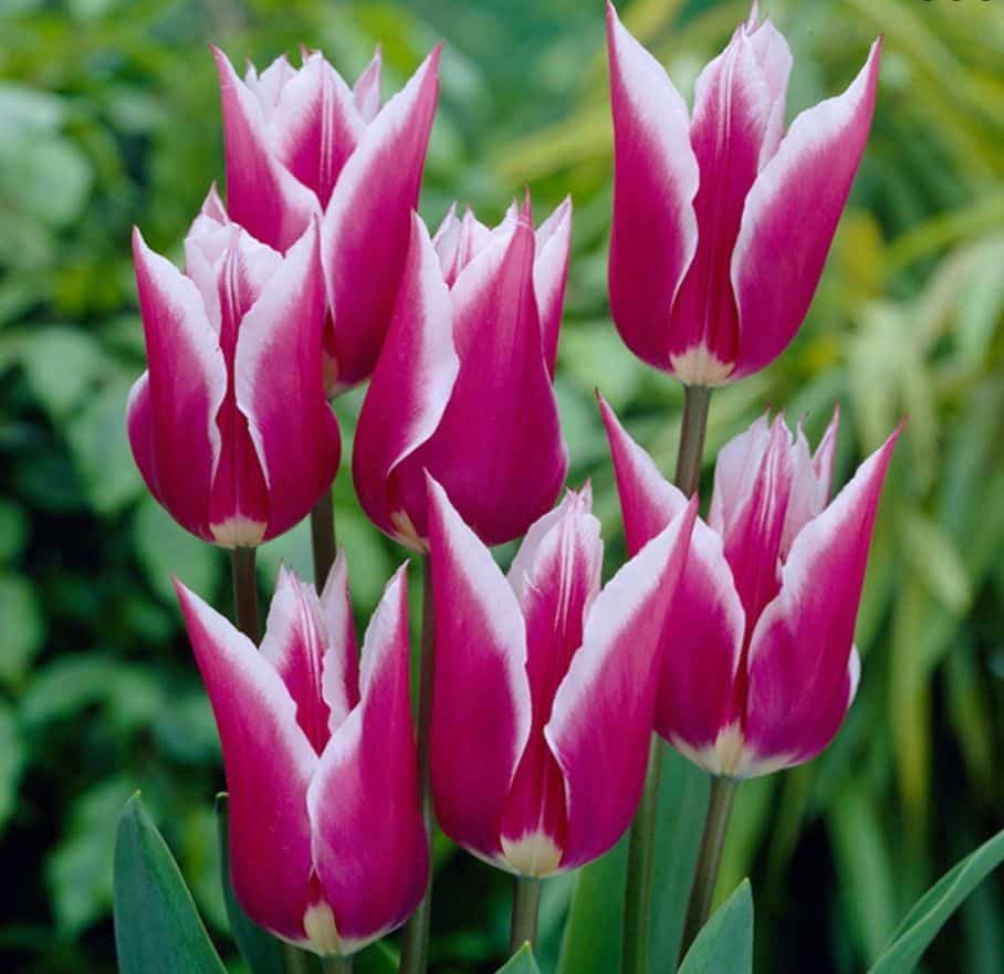 Tulip 'Claudia'