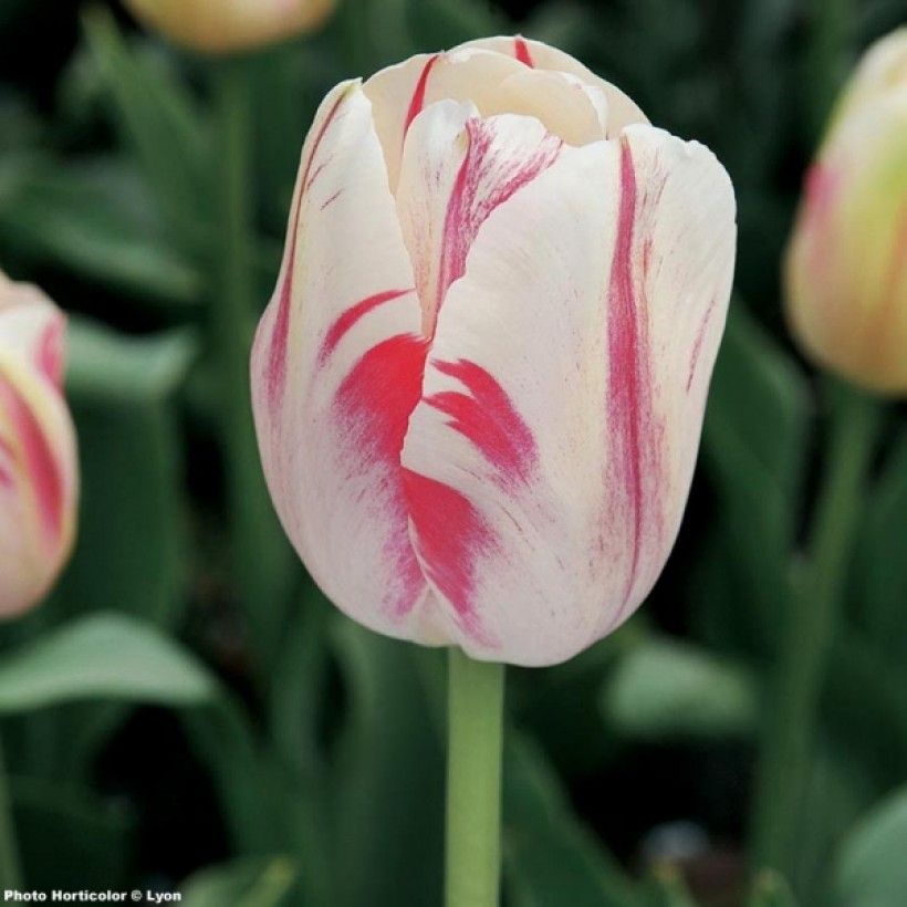 Tulipe simple tardive